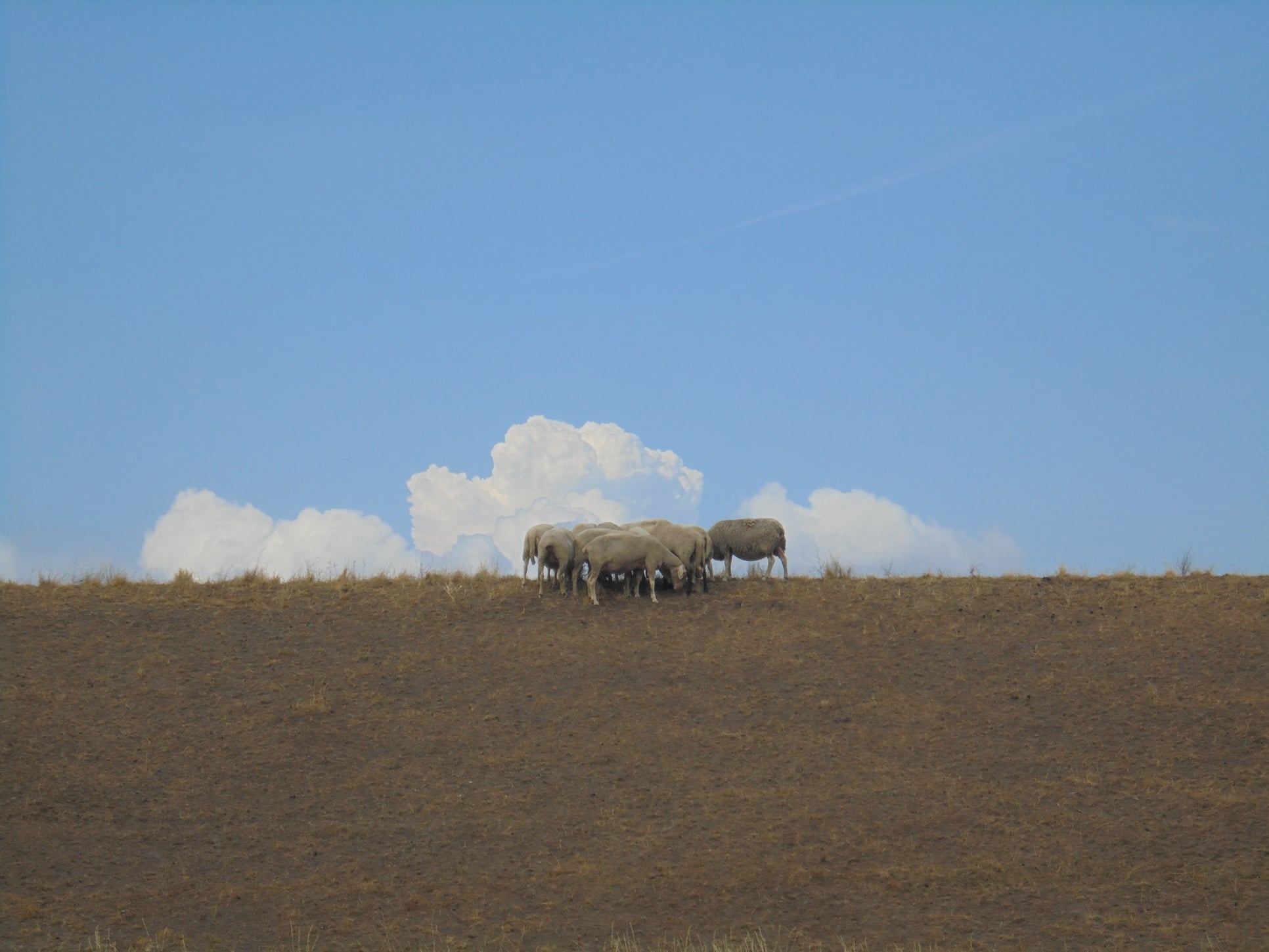 Schapen Dam.jpg